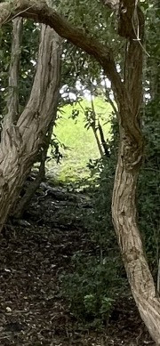 under the trees