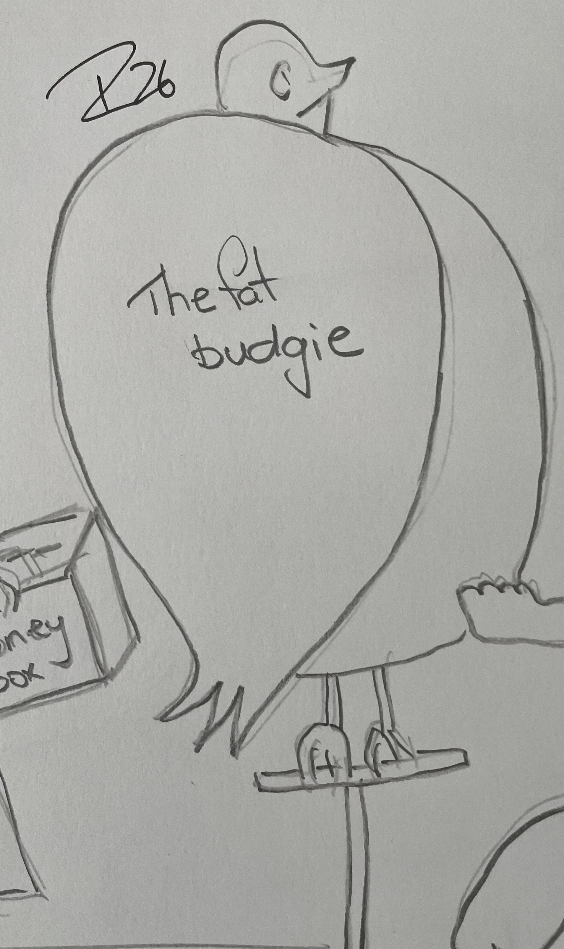 the fat budgie