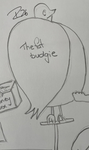 the fat budgie