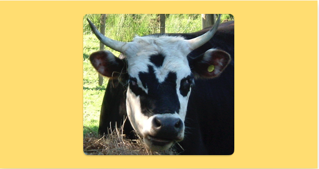 daisy the cow