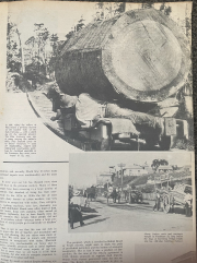 Nz Timber Industry C1900